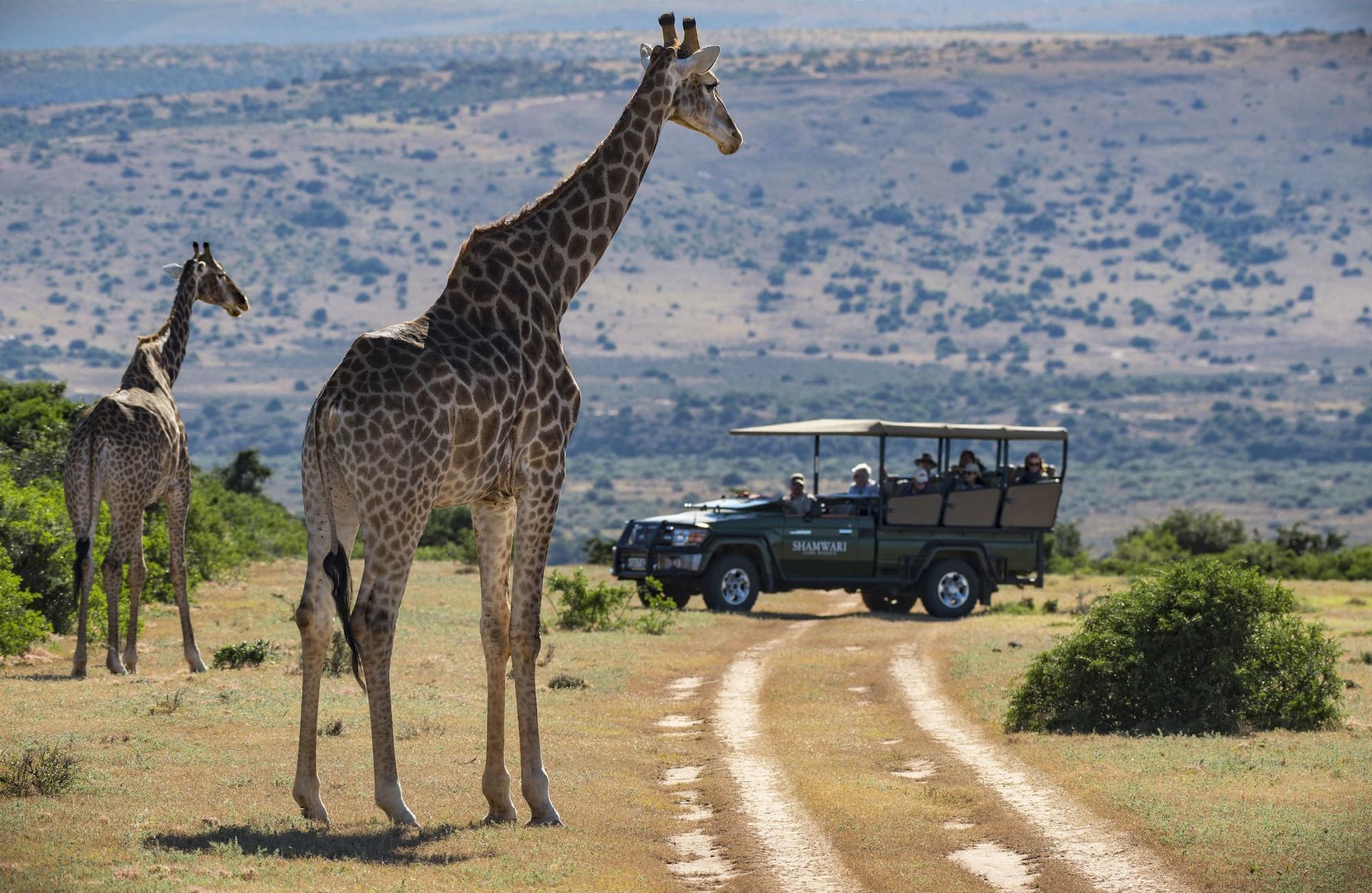Shamwari Game Reserve - Eagles Crag 43/55