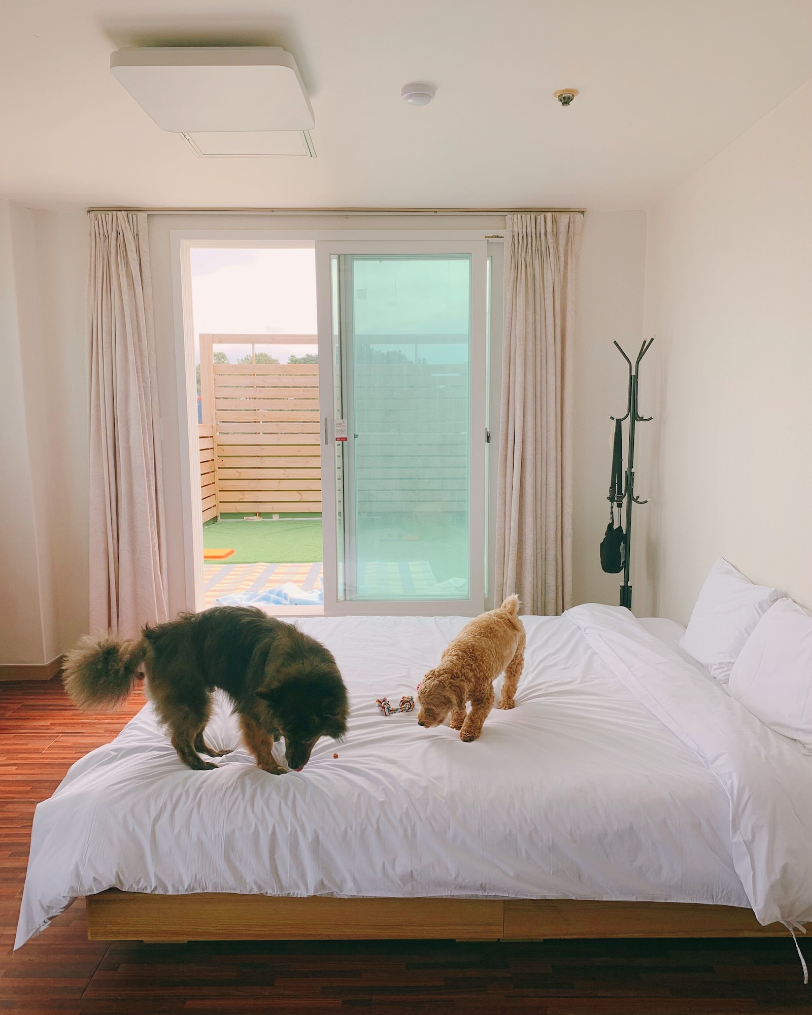 Spa, Water, Suite, Queen and Twin Beds, Lateral Side Ocean View, Pet Friendly, Terrace