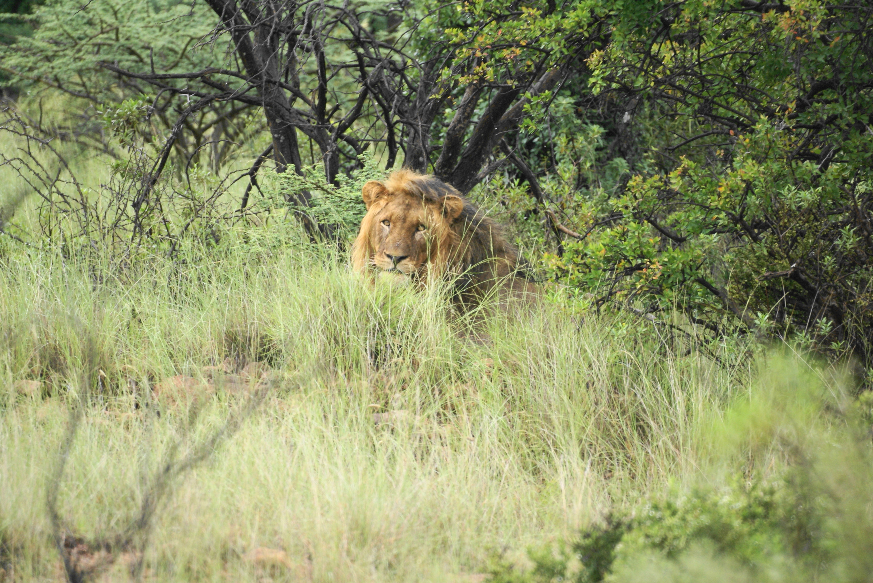 Morokolo Safari Lodge 68/82