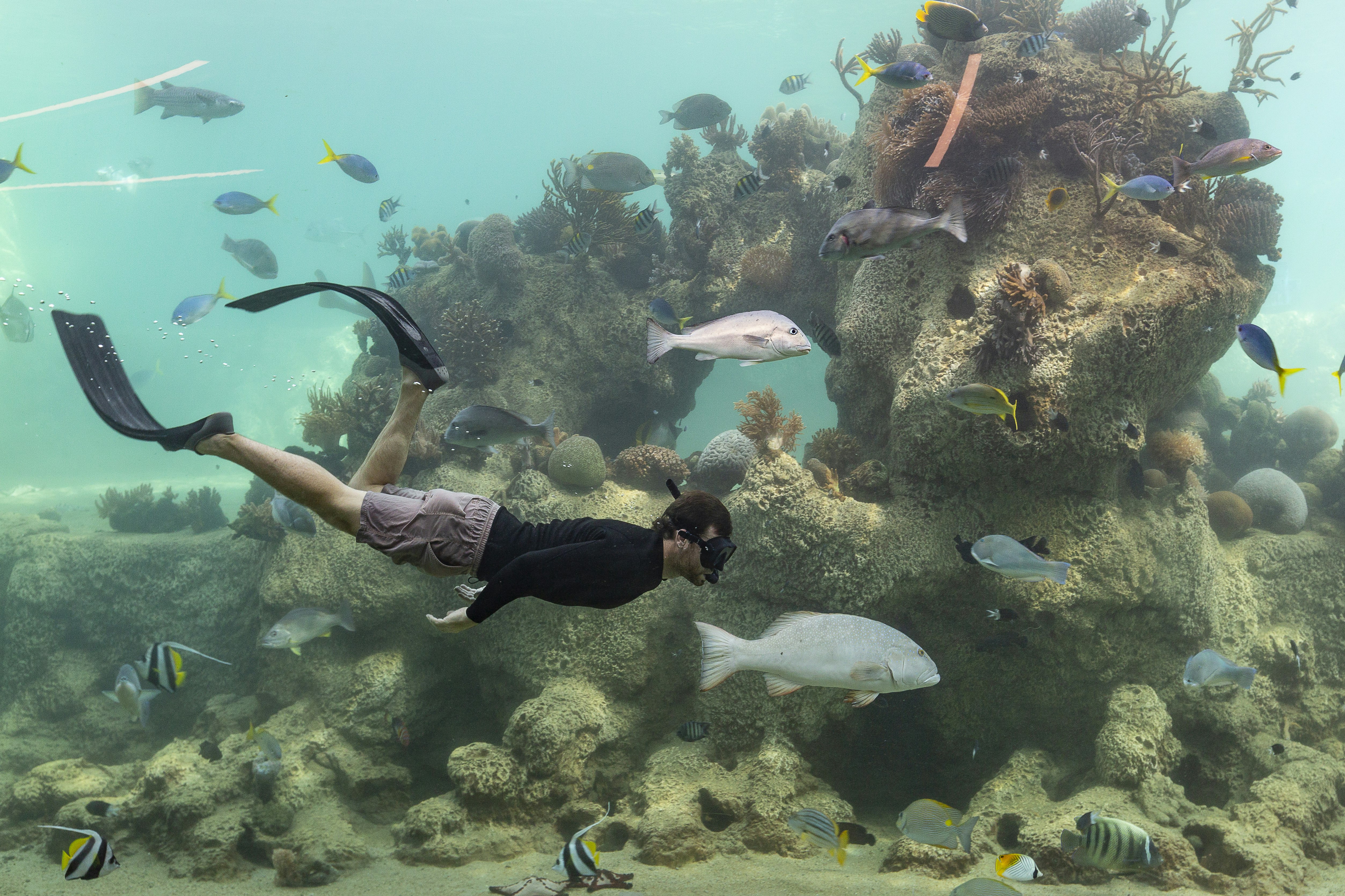 Daydream Island Resort and Living Reef 29/34
