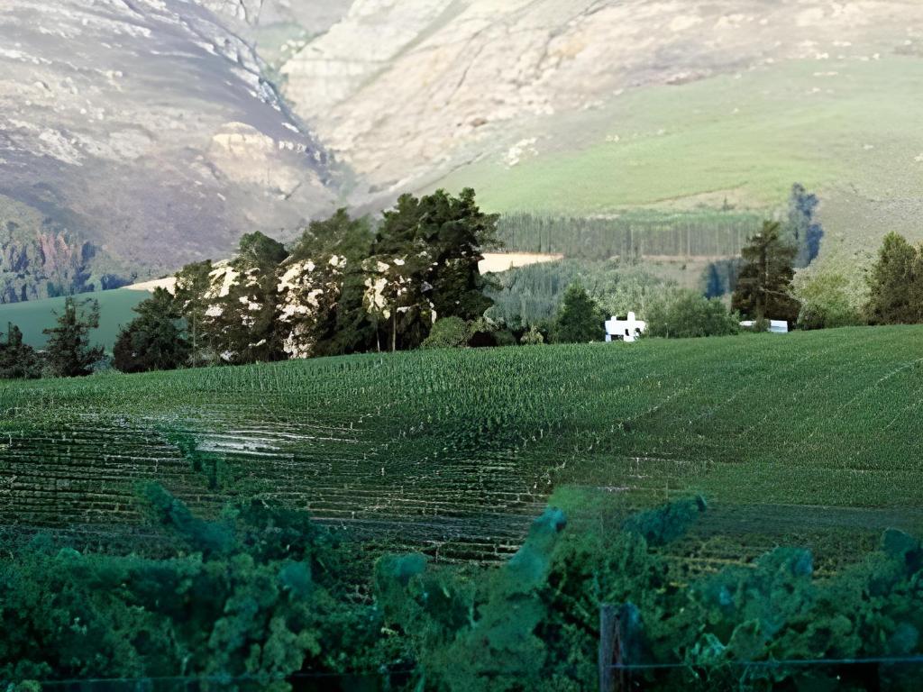 Haskell Vineyards 41/50