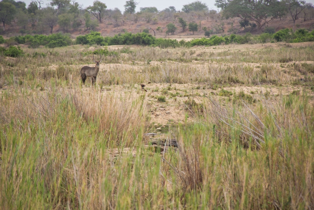 Mvuradona Safari Lodge 34/50