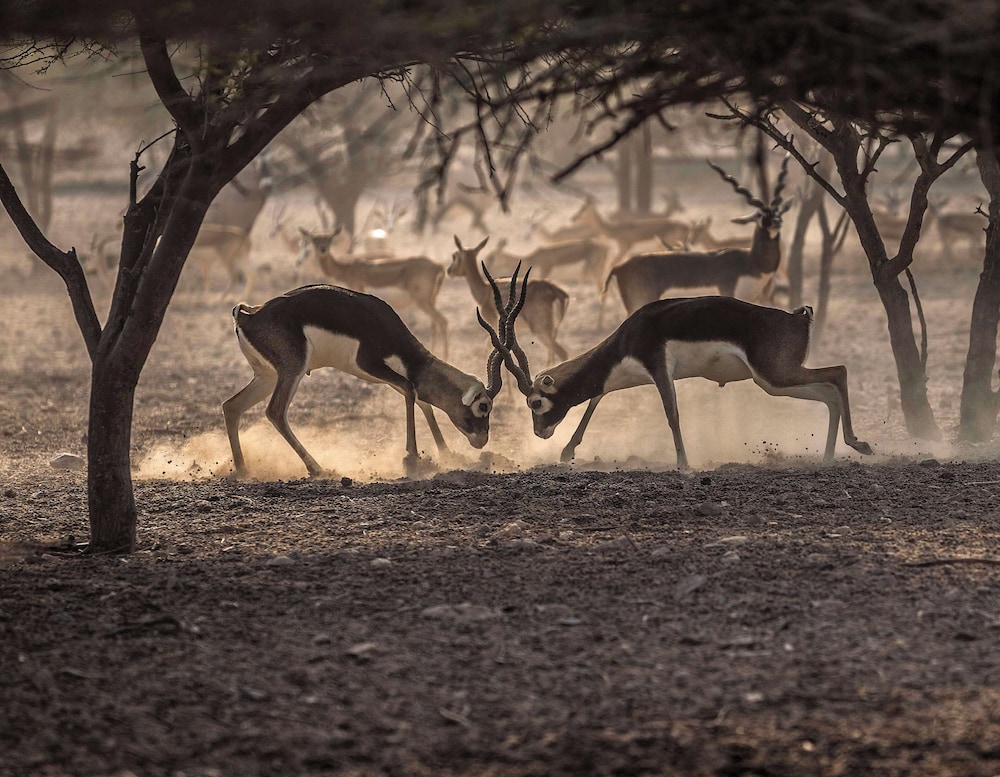 Anantara Sir Bani Yas Island Al Yamm Villa Resort 39/49