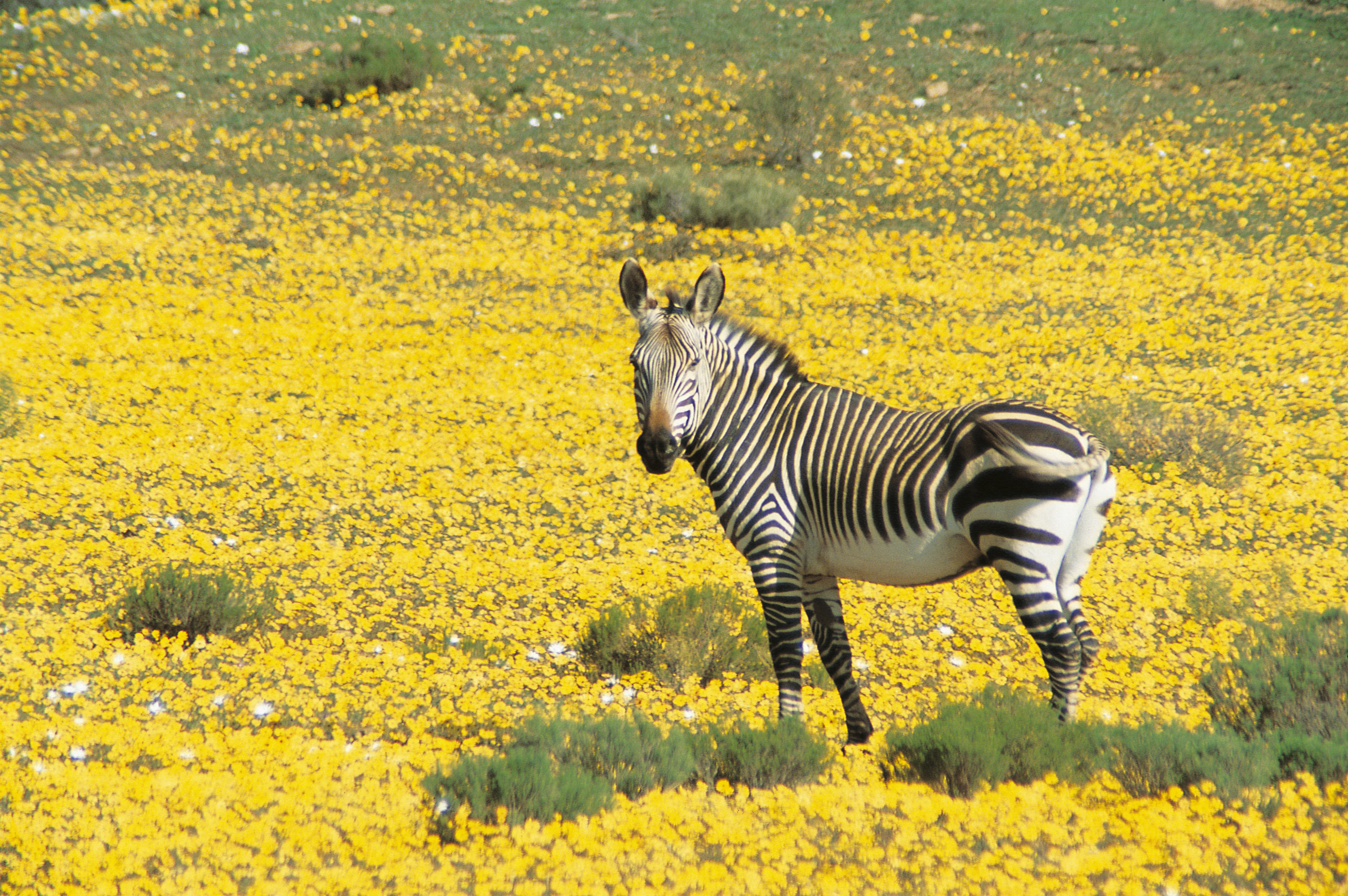 Bushmans Kloof Wilderness Reserve and Wellness Retreat 41/50