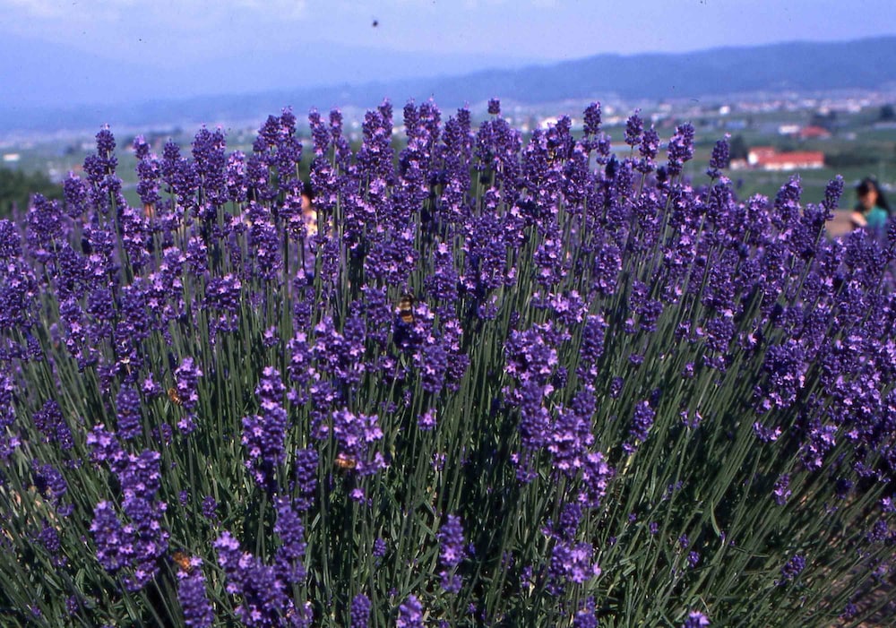 Pension Lavender 32/36
