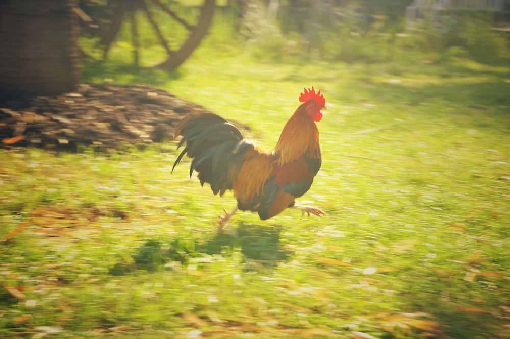 Wanlapa Farmstay 13/41
