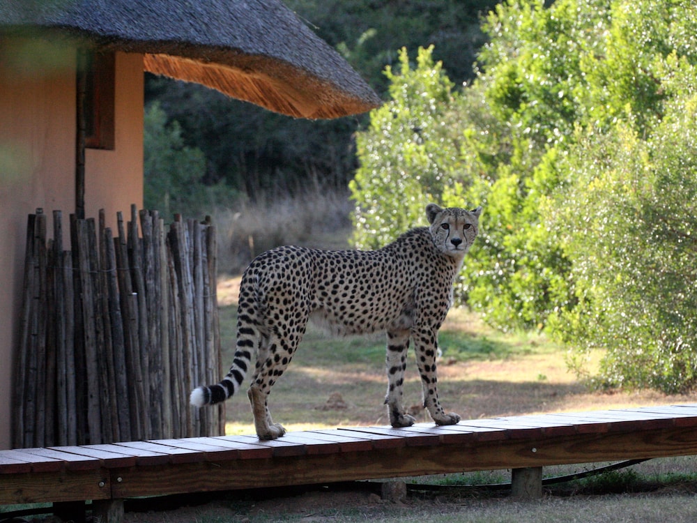 Bukela Game Lodge 55/59