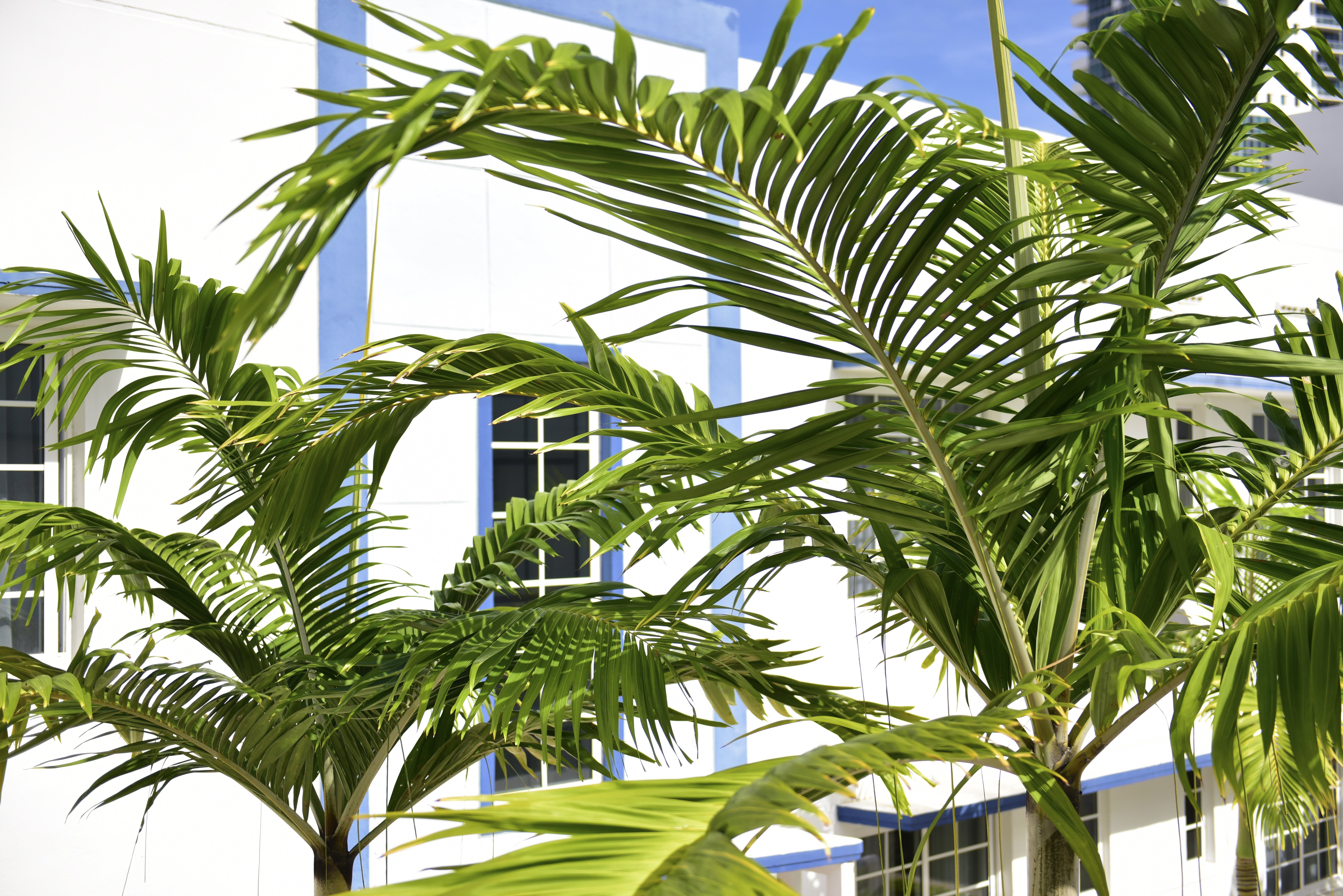 Pestana South Beach Miami 45/50