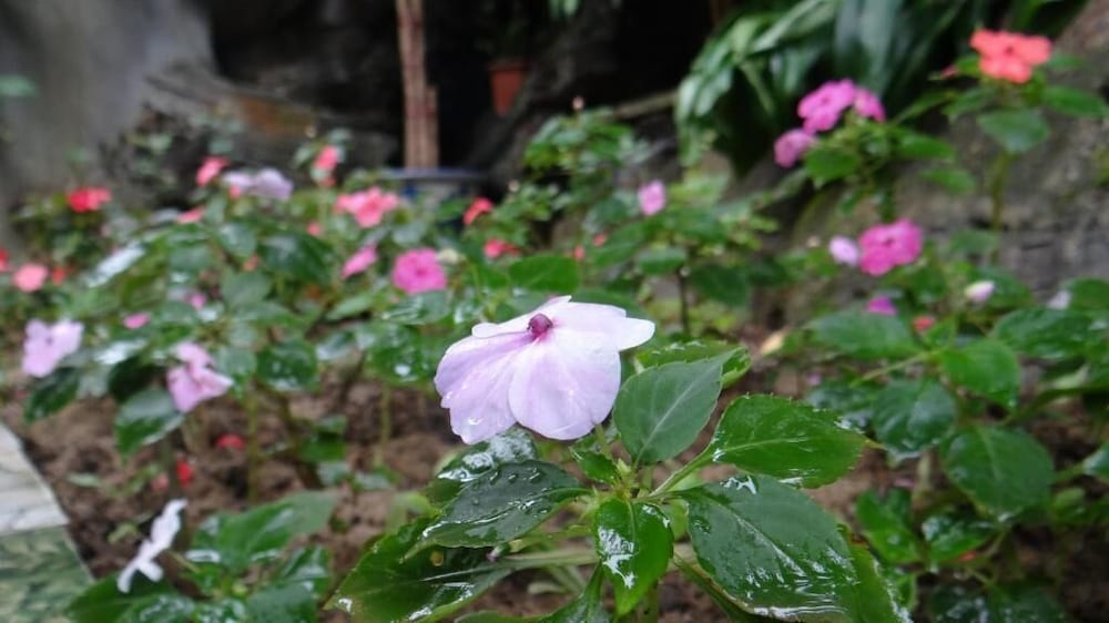 Huong Thao 2 Hotel 48/50