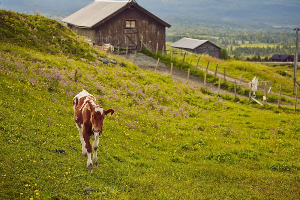 STOREFJELL RESORT HOTEL 35/50