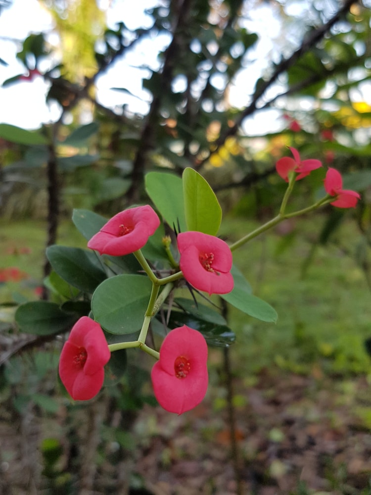 Sabah Tea Garden 34/70