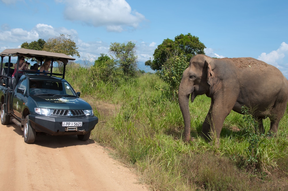 Mahoora Tented Safari Camp Udawalawe 33/50