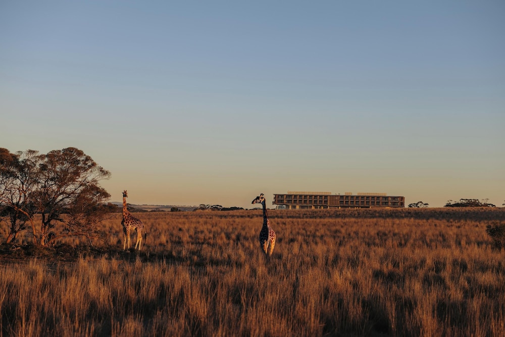 Monarto Safari Resort 44/50