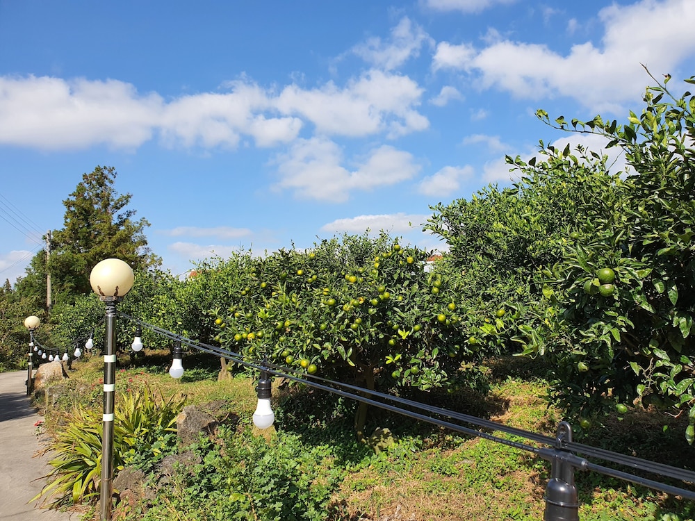 Jeju Meomuri 48/50