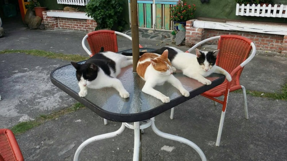 Cat Sky Country Homestay 41/45