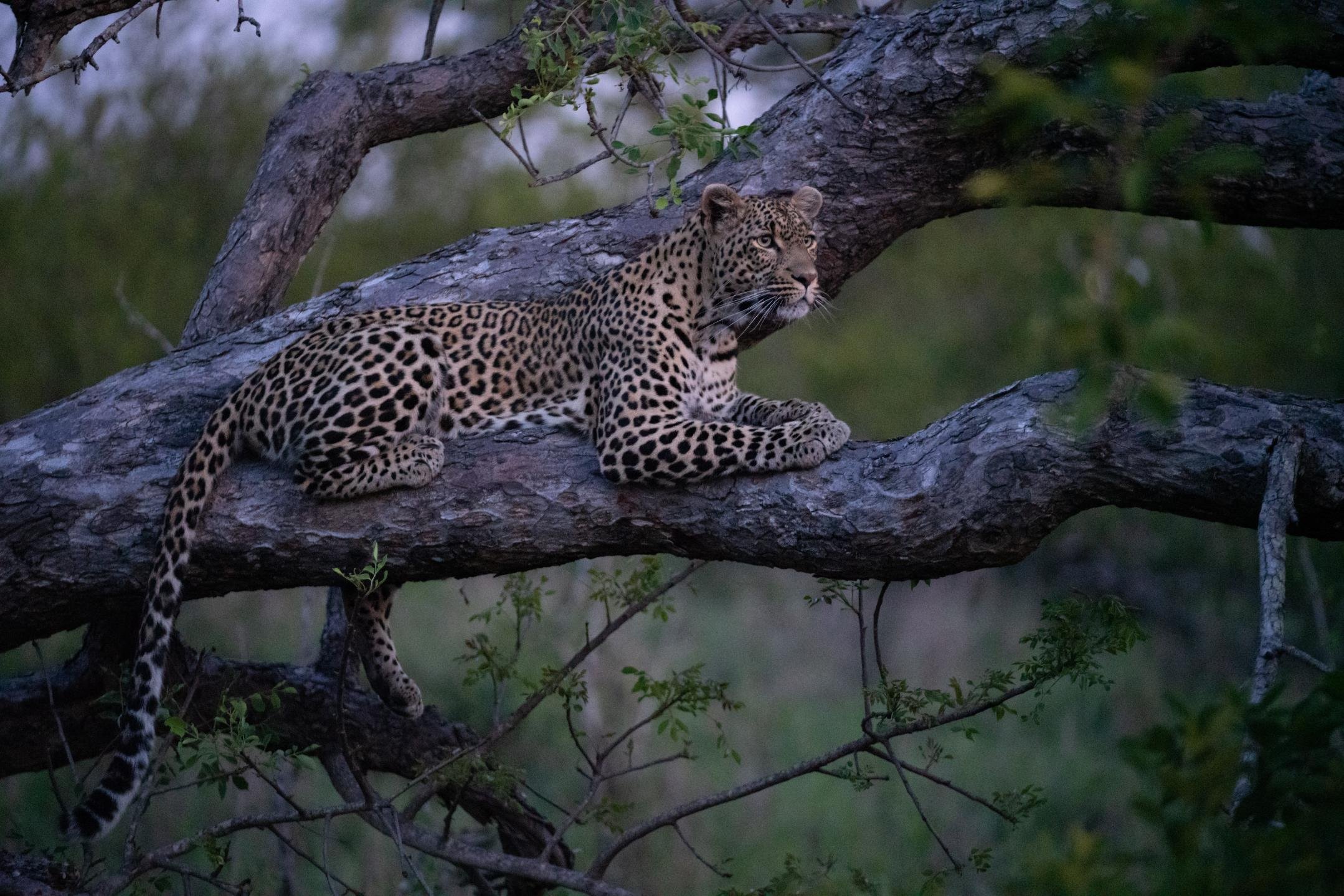 Cheetah Plains Private Game Reserve 90/96