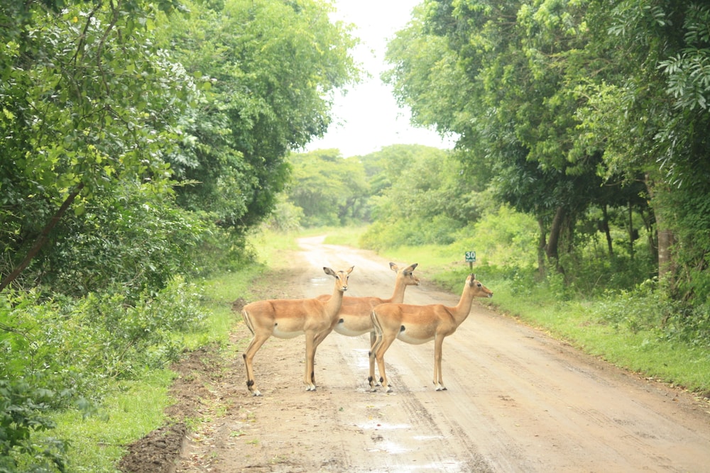 Emdoneni Lodge with Animal Care and Rehab Centre 56/66