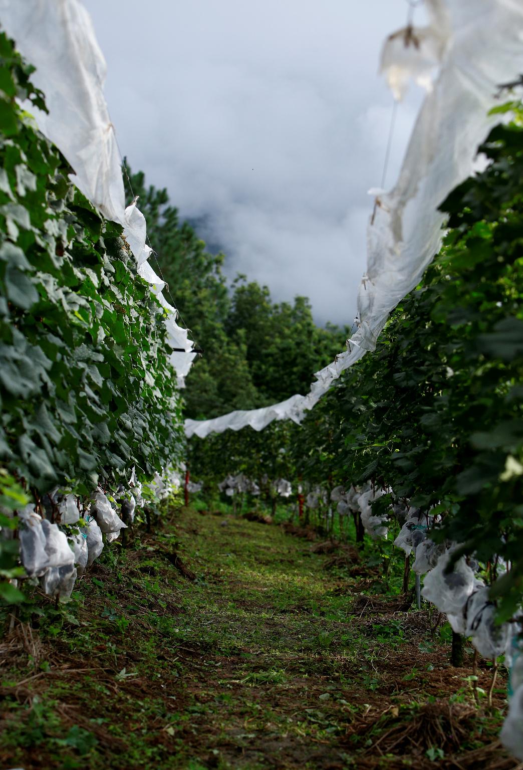 Pataleban Vineyard Resort 18/25