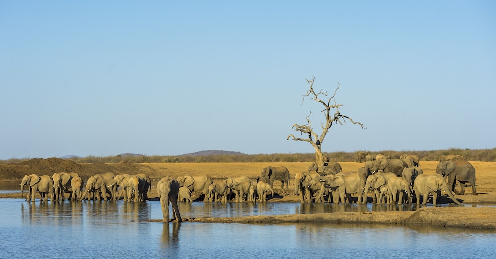 Impodimo Game Lodge 22/32