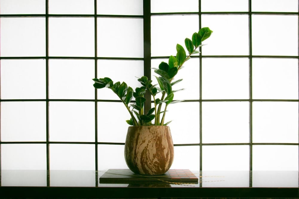 Hosta Nijo Aoi 21/35