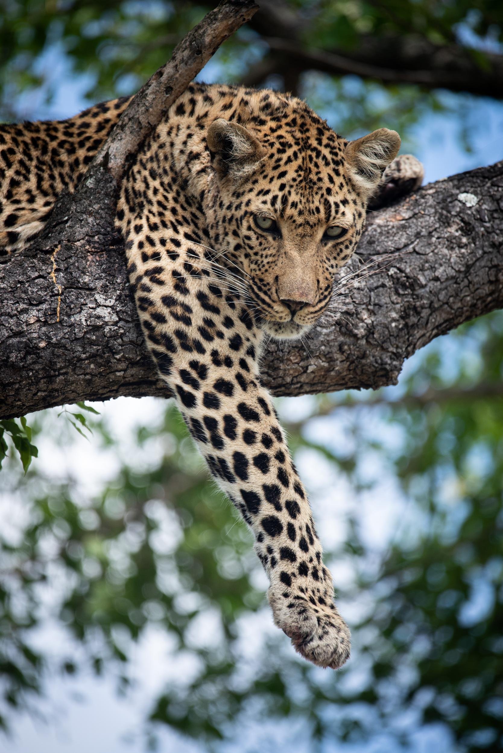 Cheetah Plains Private Game Reserve 33/96
