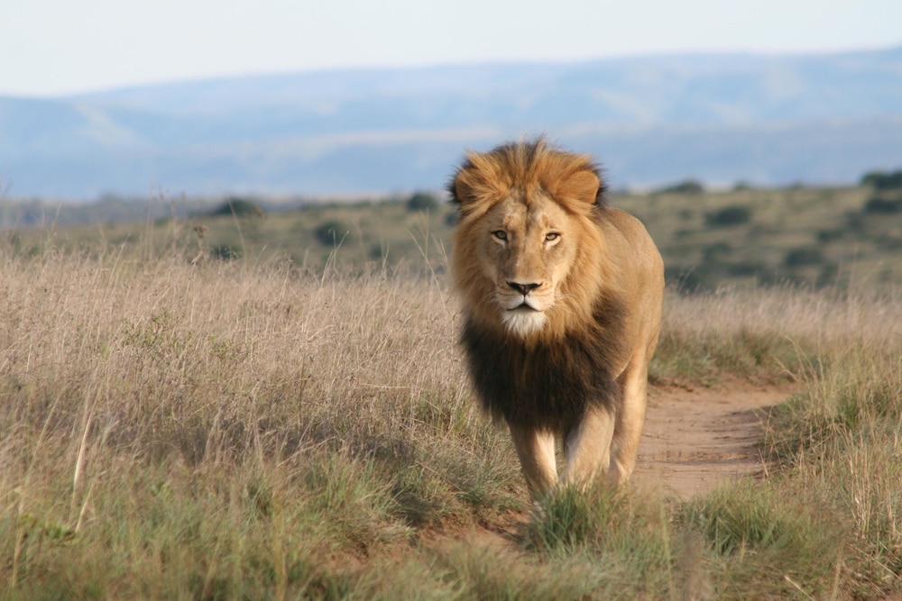 Amakhala Safari Lodge 26/50