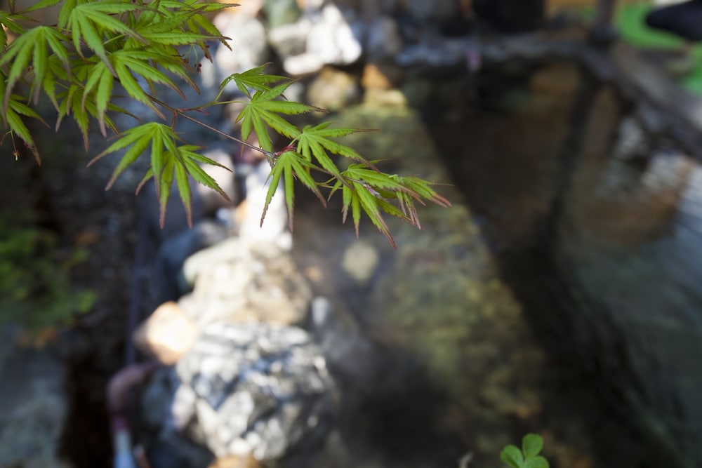 Shibetsugawa Onsen Puruke no Yakata Hotel Kawabata 18/28