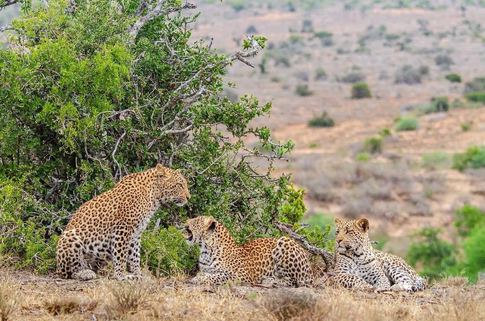 Kwandwe Private Game Reserve 47/50