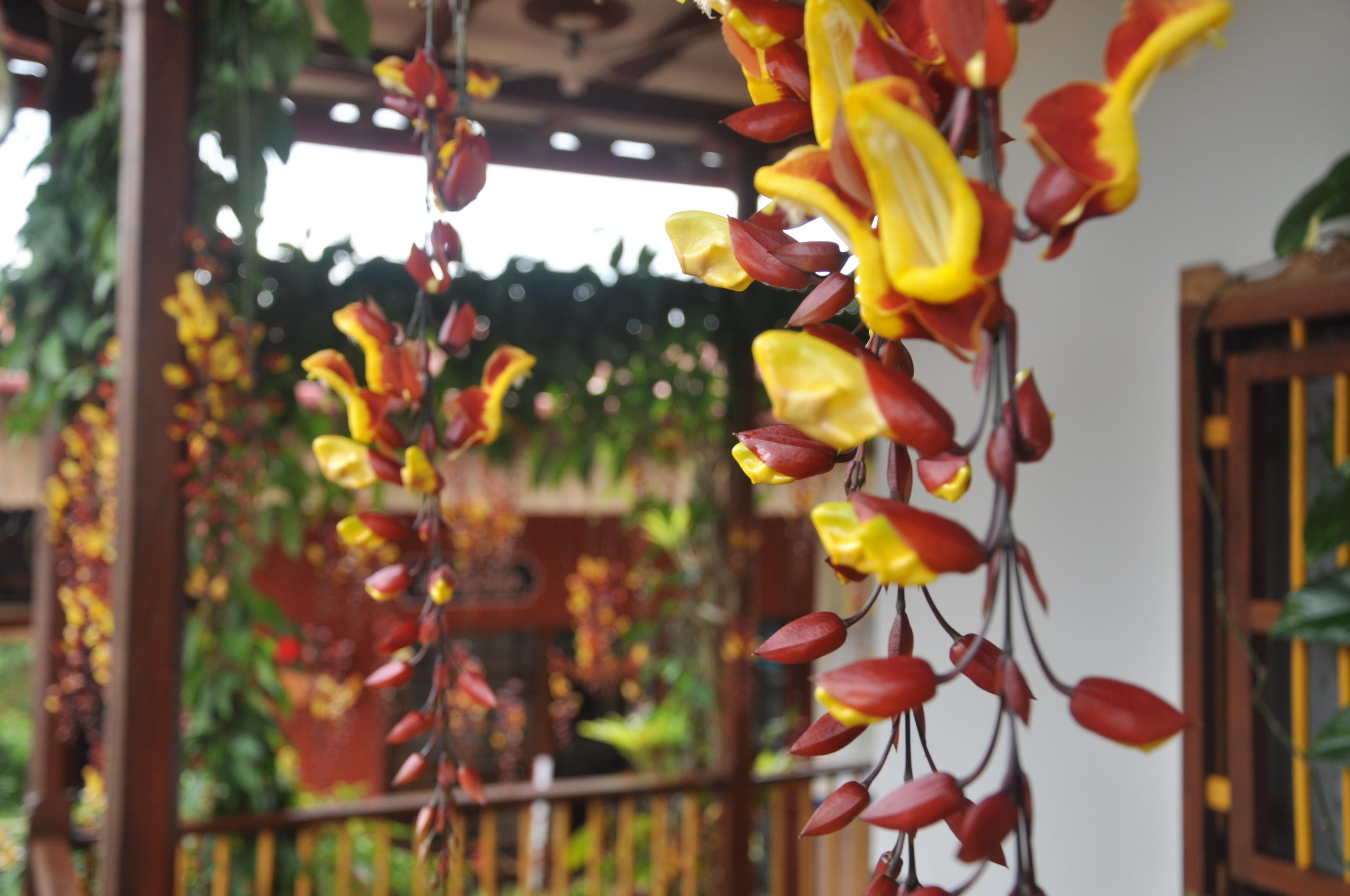 Finca Turistica Machangara 21/30