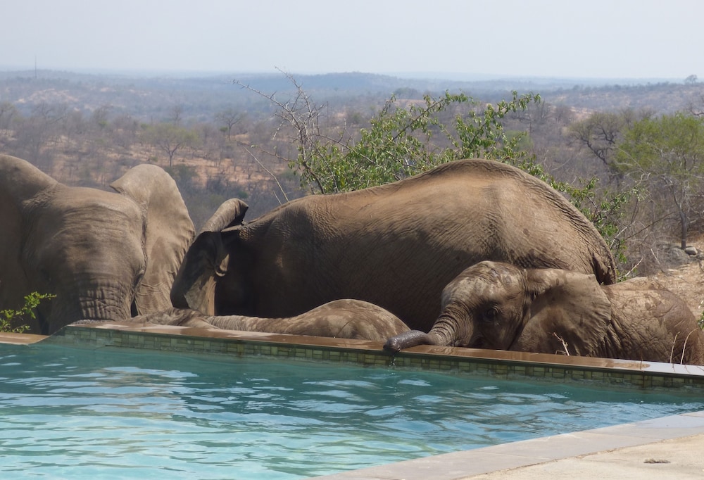 Mbizi Bush Lodge 36/50