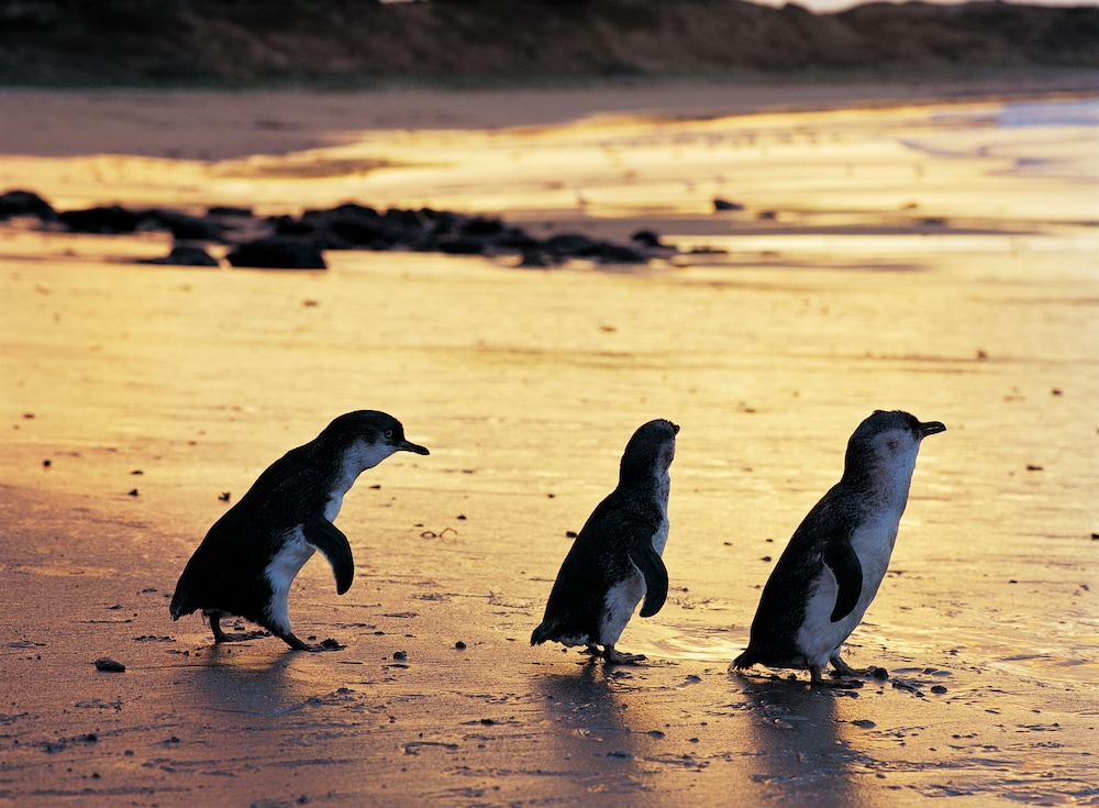 Quest Phillip Island 33/69