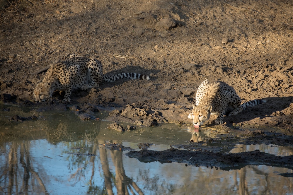 Chisomo Safari Lodge 47/48