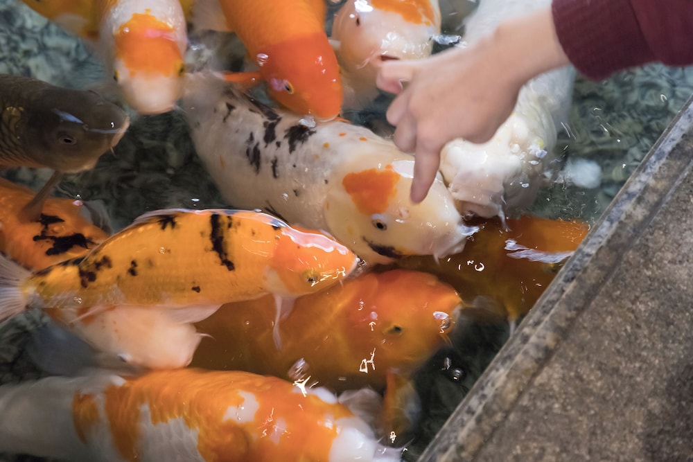 有馬温泉 月光園 游月山荘 写真2