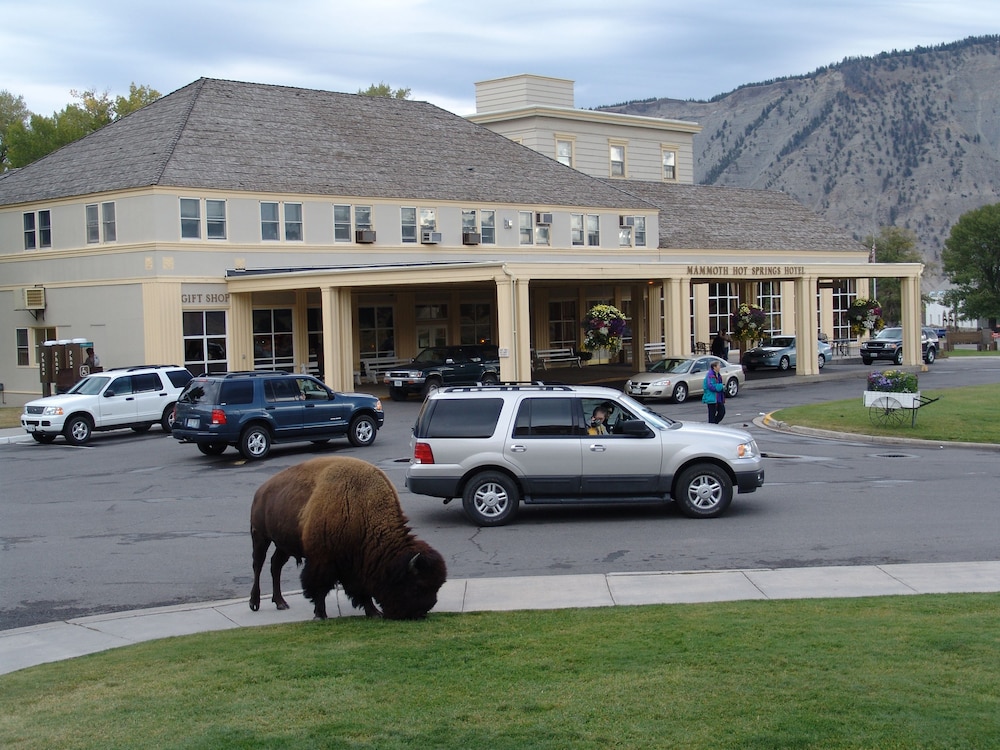 Mammoth Hot Springs 24/35