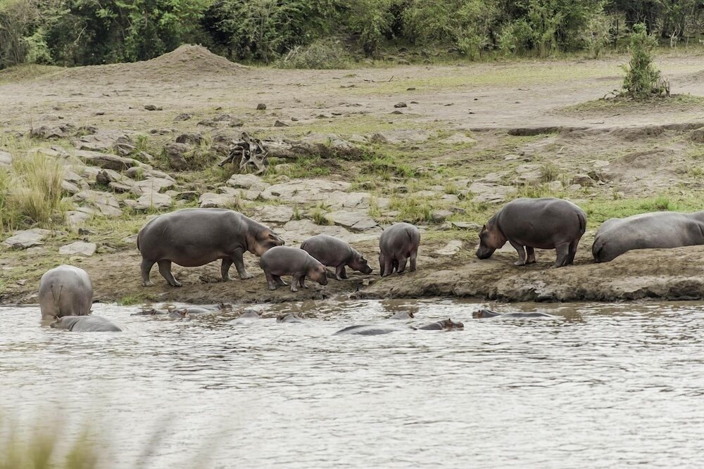 Mara Serena Safari Lodge 71/77