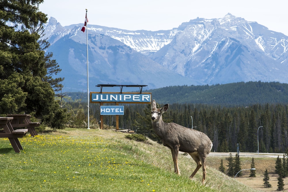 Juniper Hotel 69/70