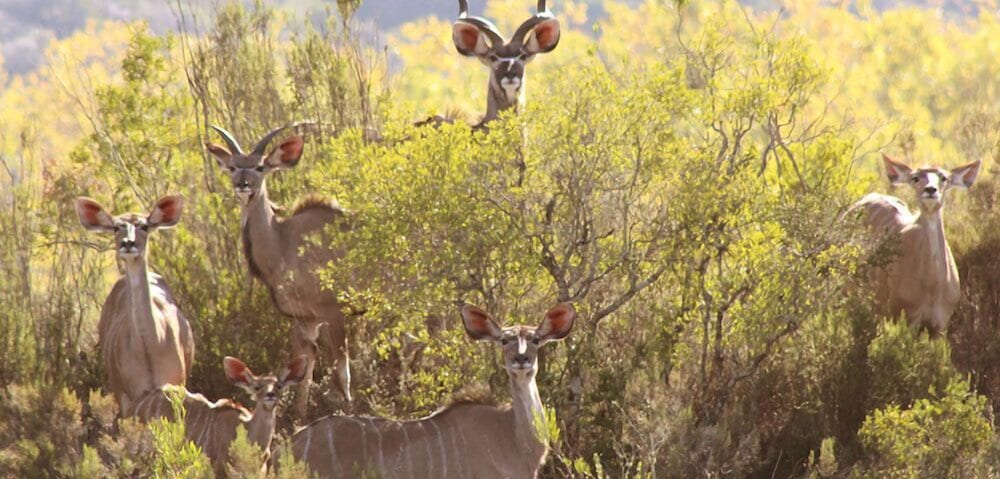 Wildehondekloof Private Game Reserve 31/72