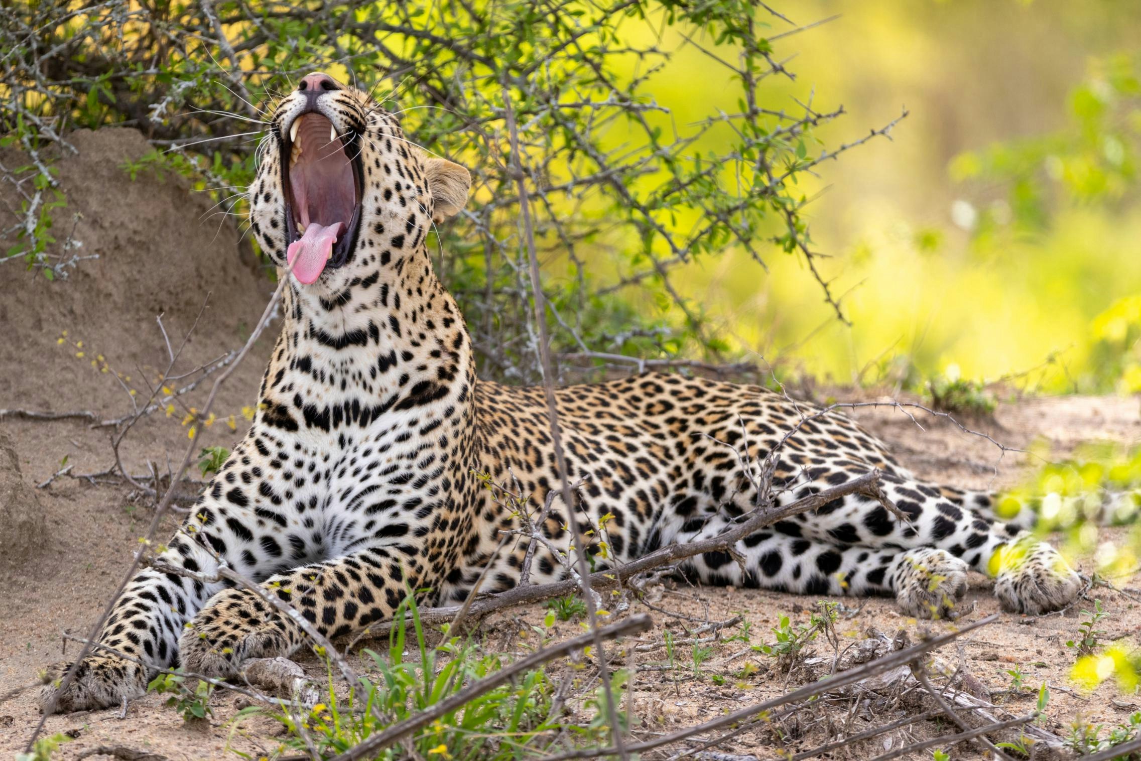 Cheetah Plains Private Game Reserve 81/96