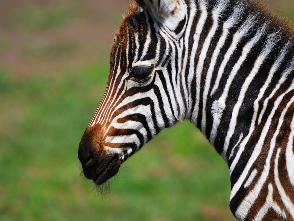 SERENGETI WILDEBEEST CAMP 33/55