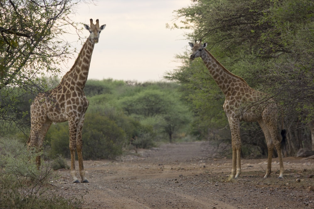 Thabaledi Game Lodge 32/50