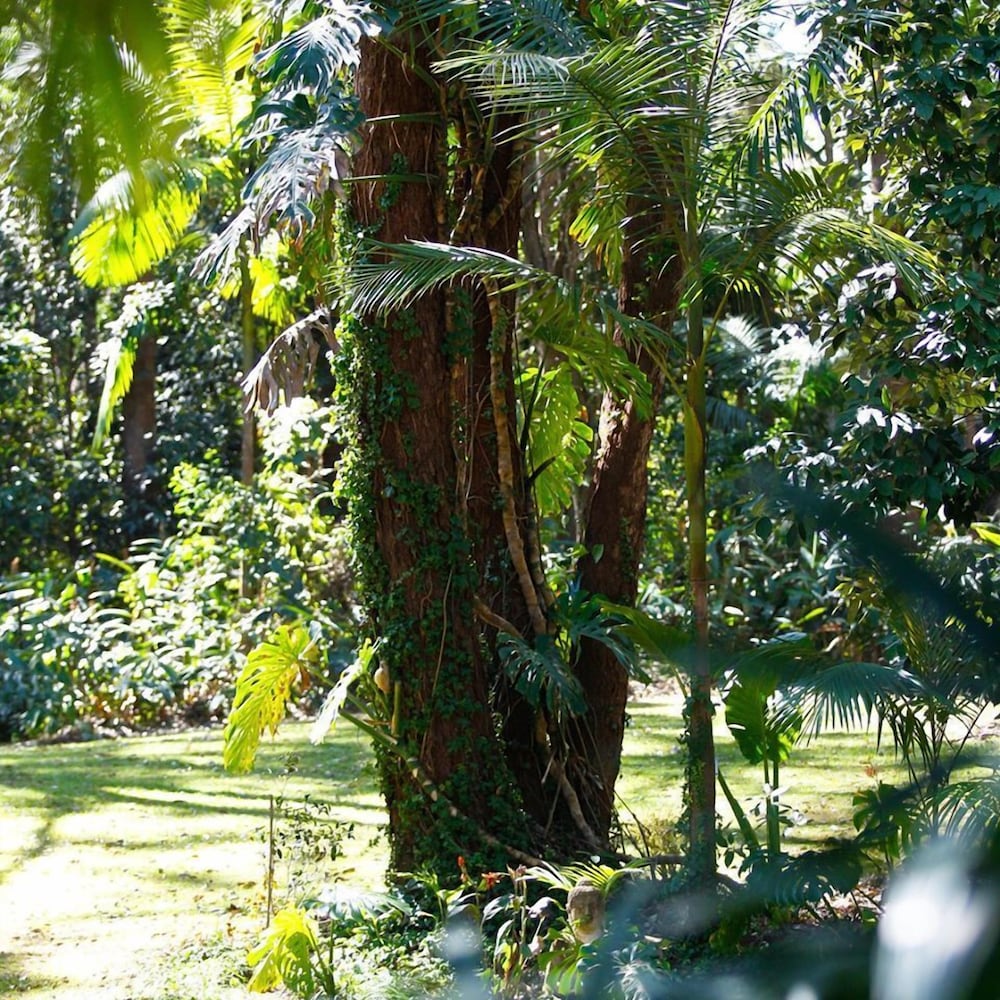 Songbirds Rainforest Retreat 38/50