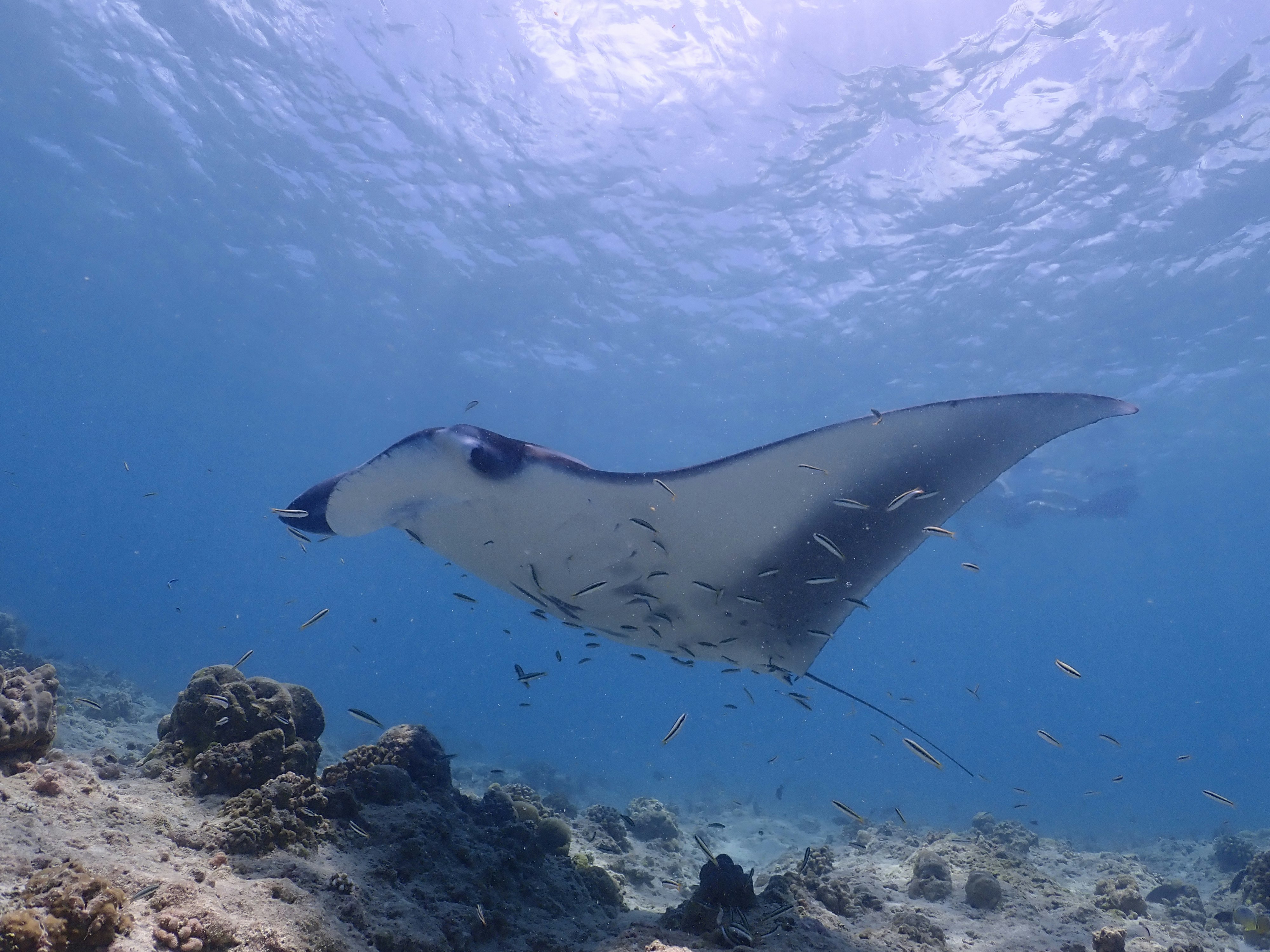 Kagi Maldives Resort & Spa 56/63