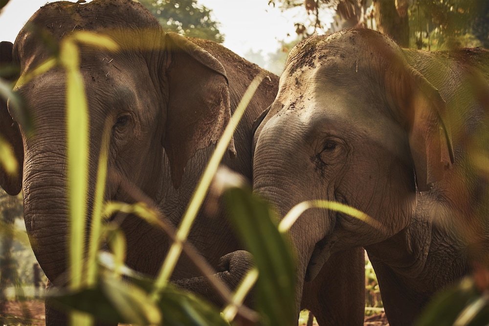 Anantara Golden Triangle Elephant Camp Resort 10/82