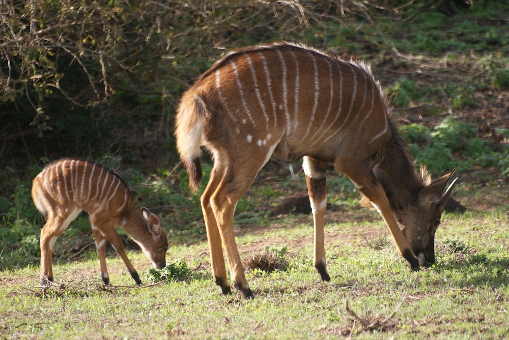 Amakhala Safari Lodge 38/50