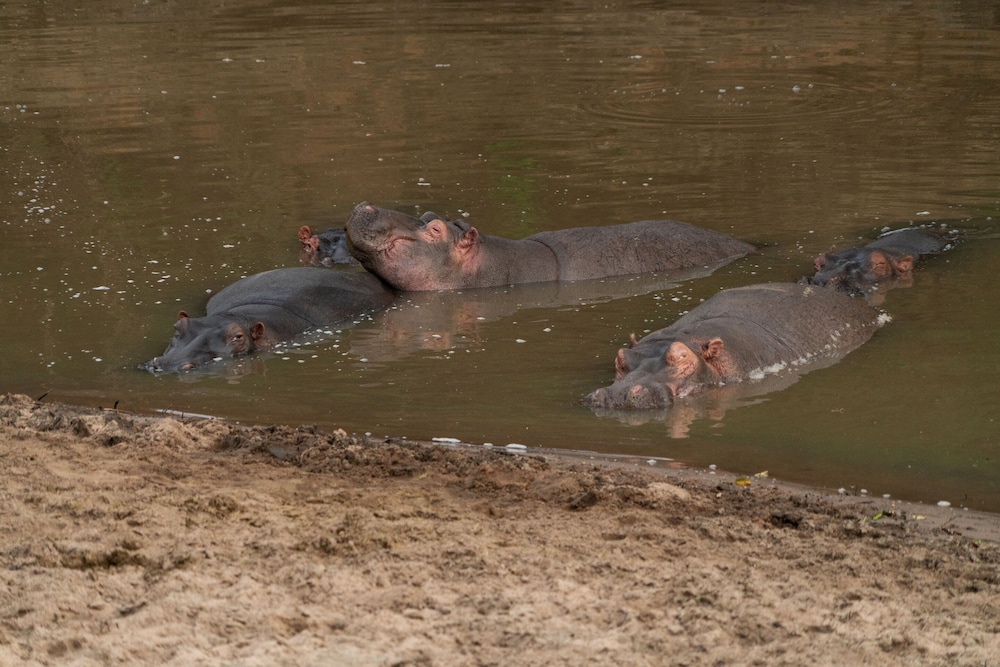 Olengoti Safari Camp 29/31