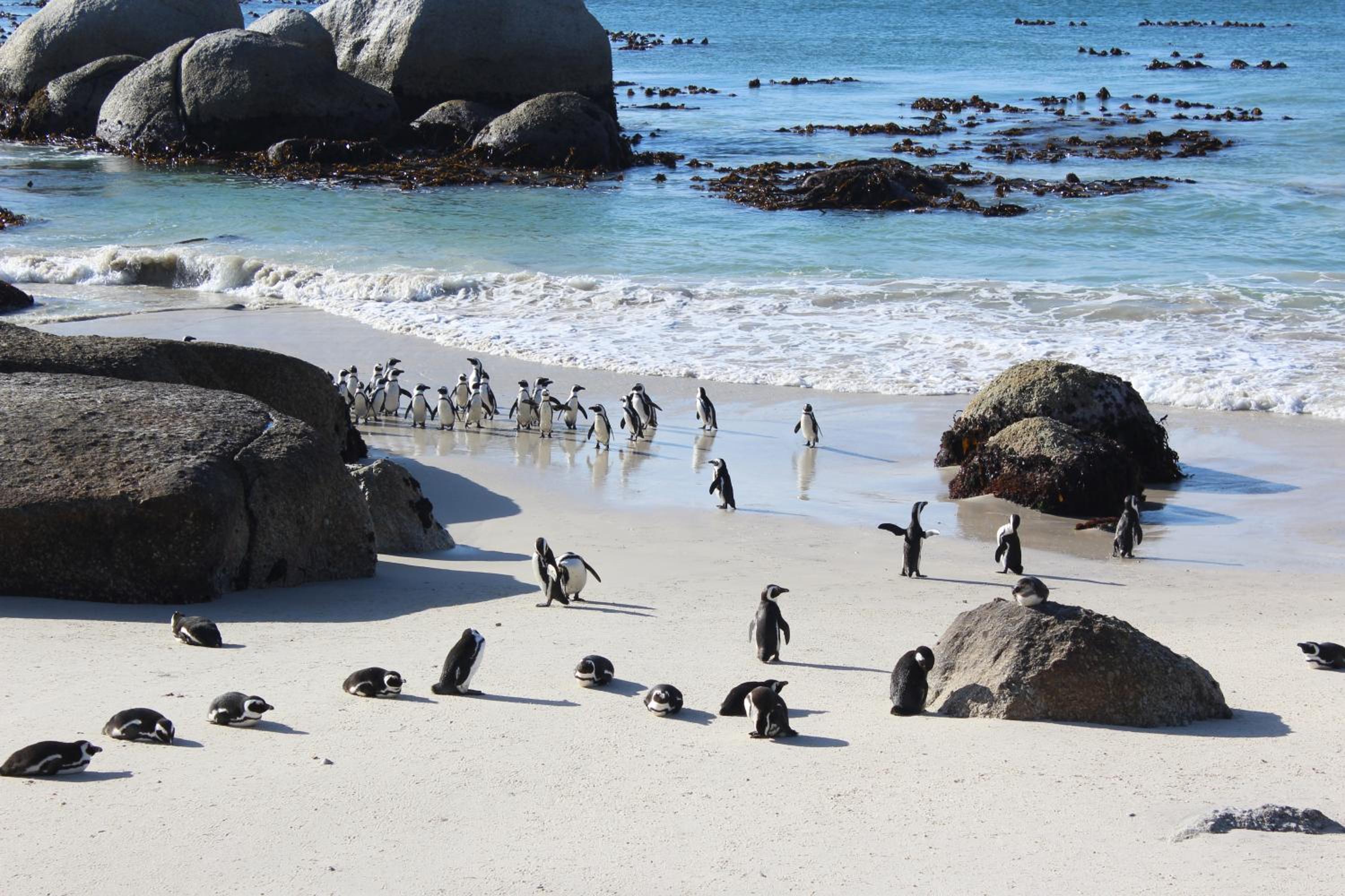 Boulders Beach House 7/15