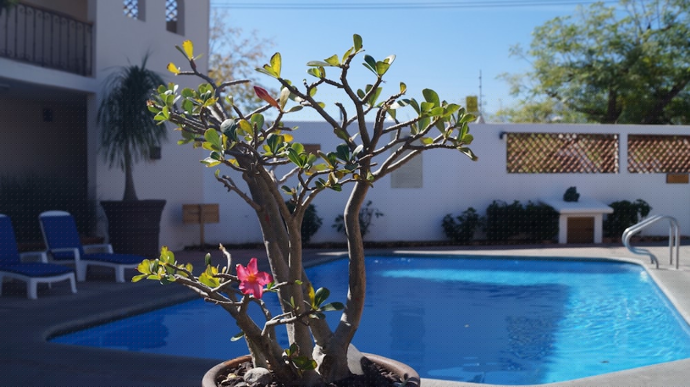Hotel Las Palomas 10/59