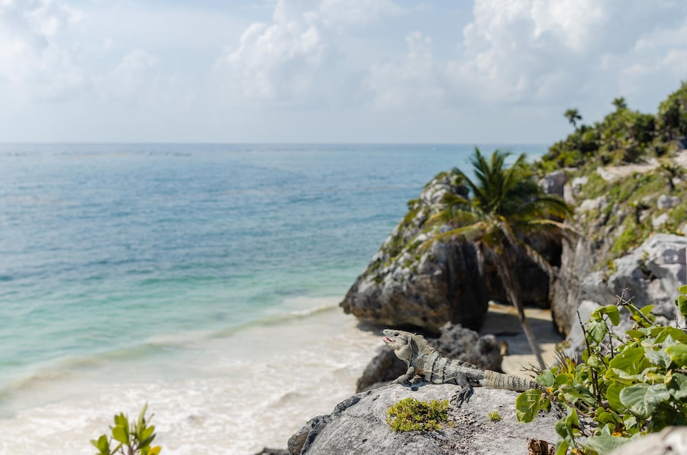Radhoo Tulum 44/50