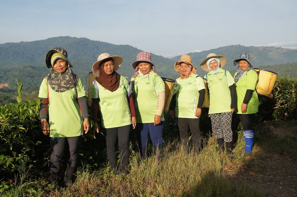 Sabah Tea Garden 26/70
