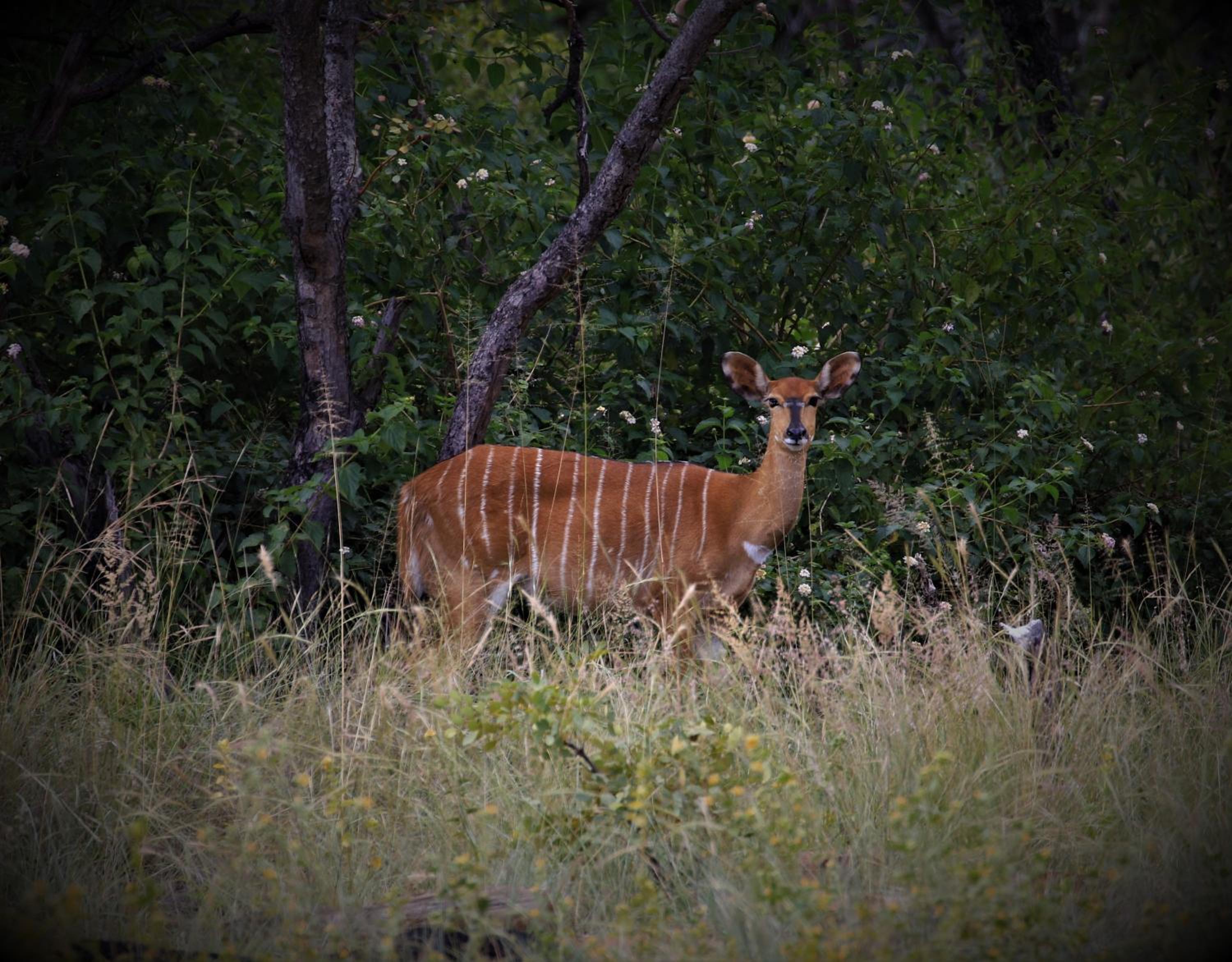 Moletani Game Ranch 41/50